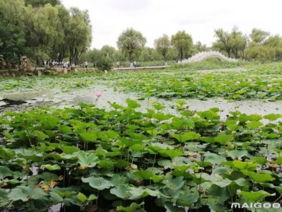 合肥哈尔滨太阳岛旅游景点推荐，你去过几个？